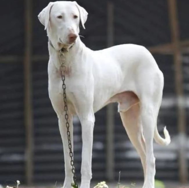 Dog for sale