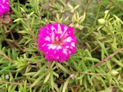 Pink with white table rose - 5 cuttings