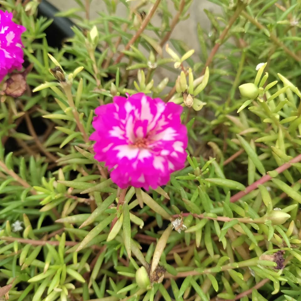 Pink with white table rose - 5 cuttings