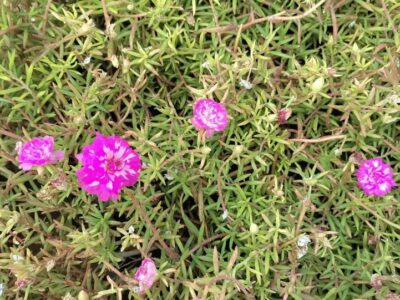 Pink with white table rose - 5 cuttings