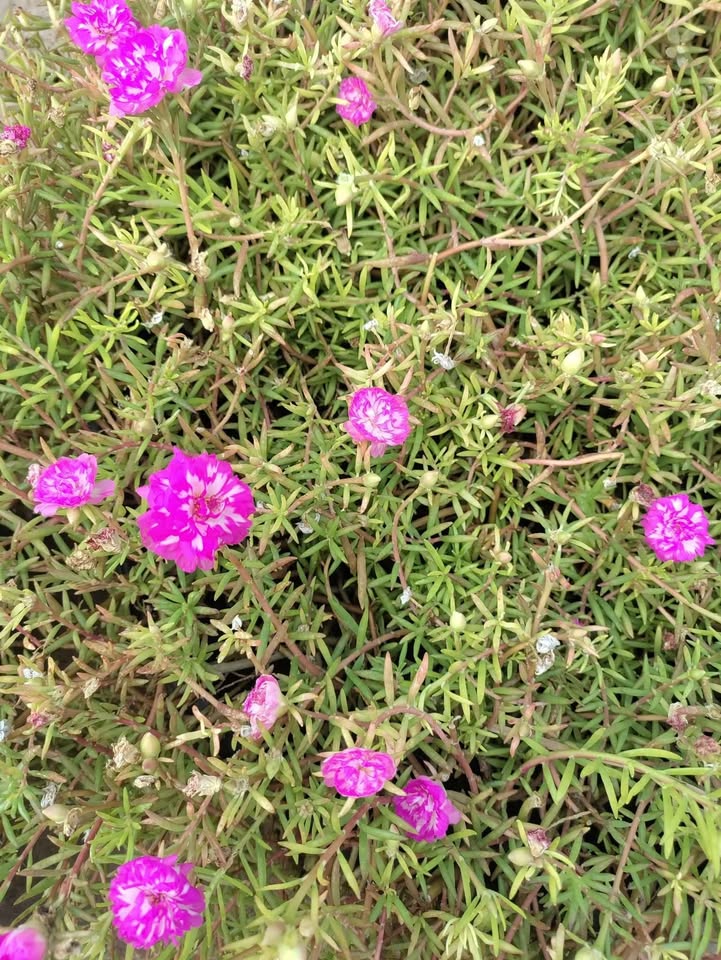 Pink with white table rose - 5 cuttings