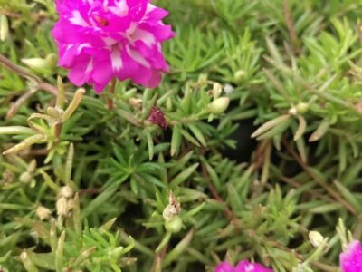 Pink with white table rose - 5 cuttings