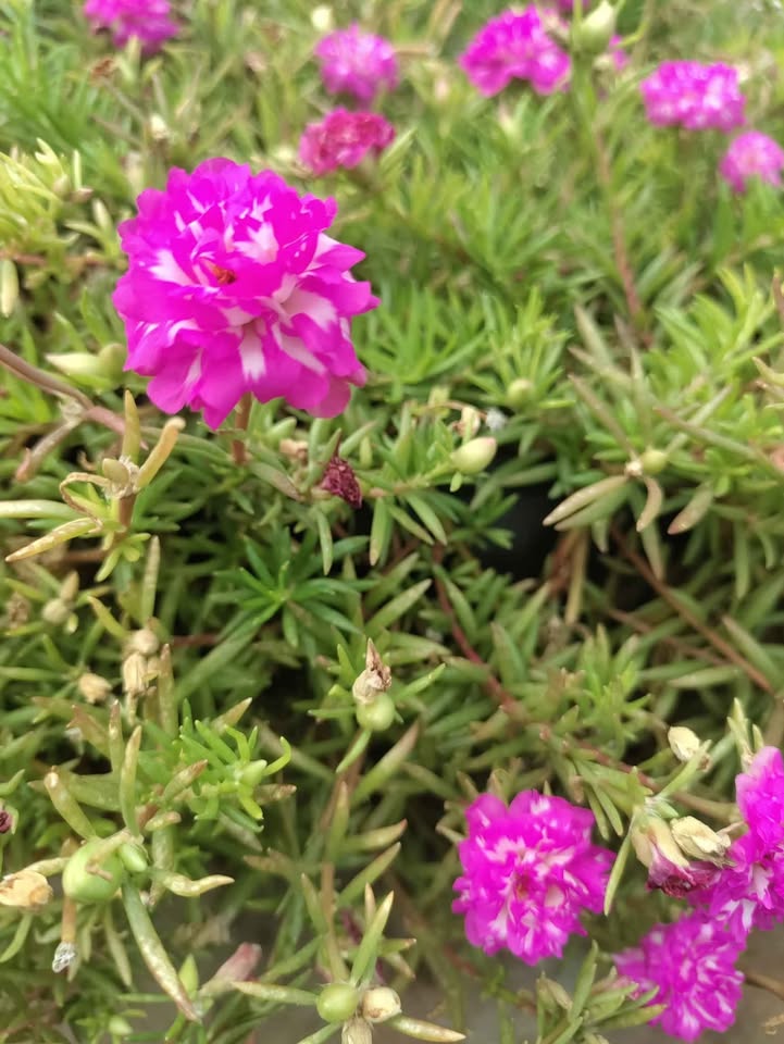 Pink with white table rose - 5 cuttings