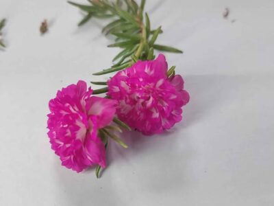 Pink with white table rose - 5 cuttings