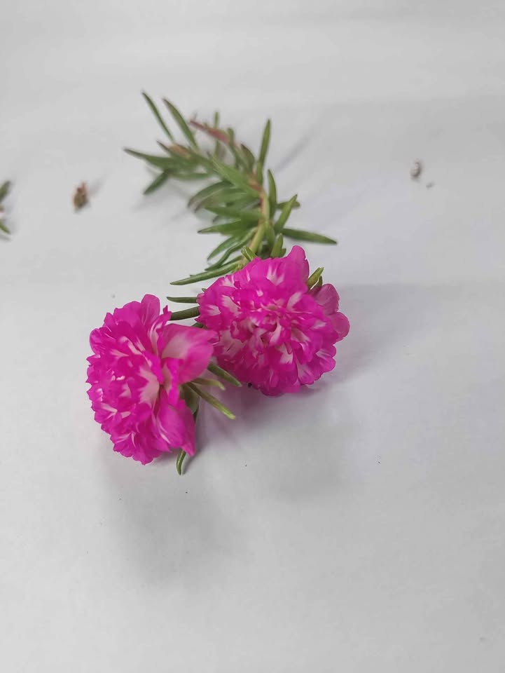Pink with white table rose - 5 cuttings