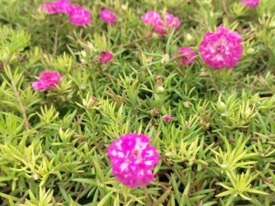 Pink with white table rose - 5 cuttings