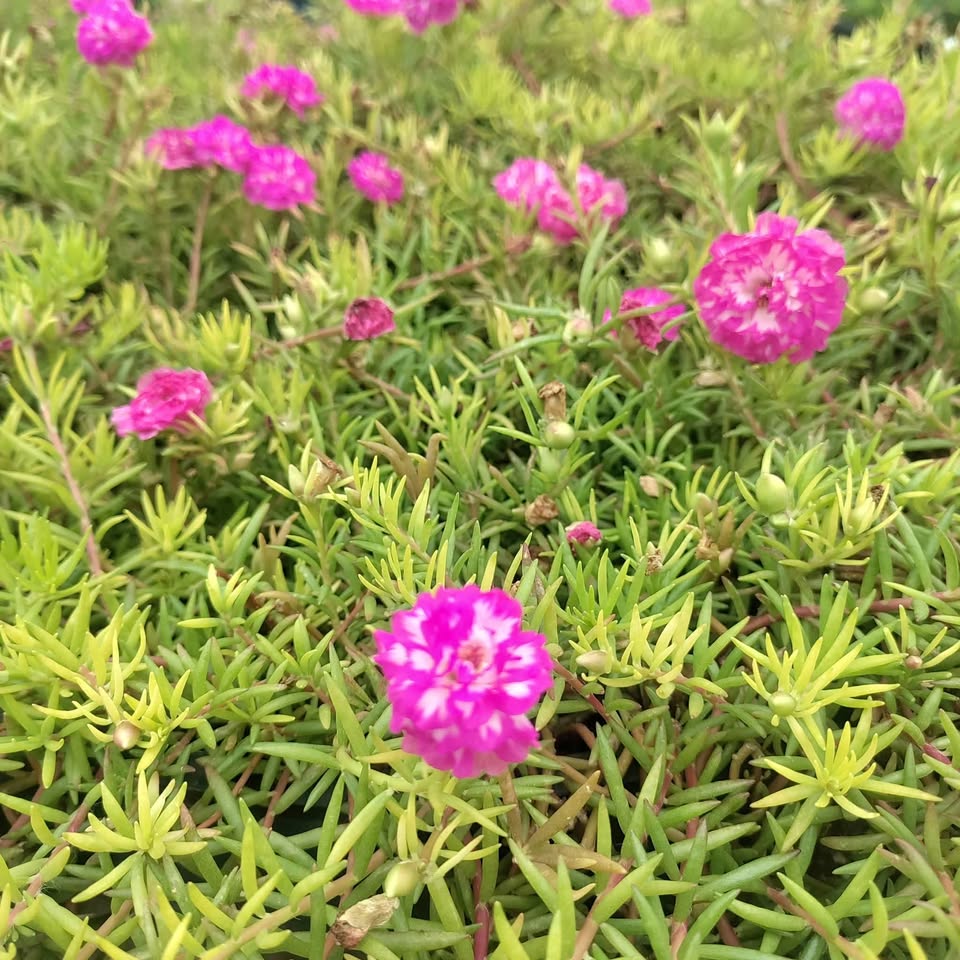 Pink with white table rose - 5 cuttings