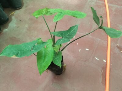 Syngonium plant available