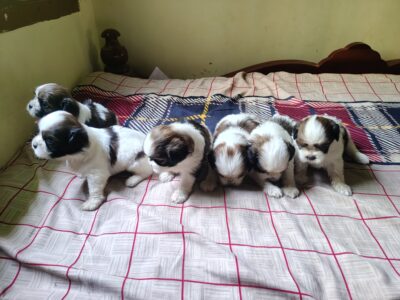 Shitzu puppies for sale