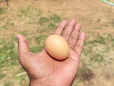 Organic Brown Eggs