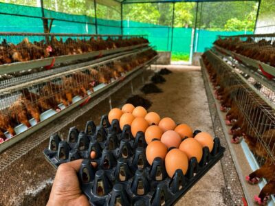 Organic Brown Eggs