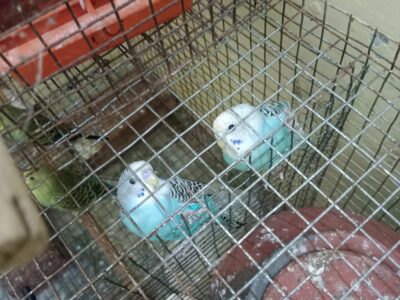BUDGIES available at low price