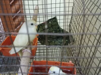 BUDGIES available at low price