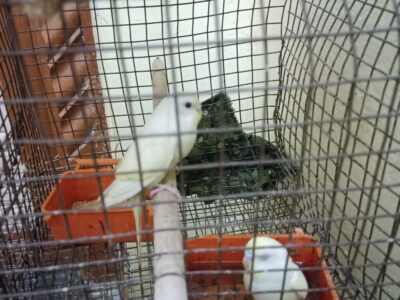 BUDGIES available at low price